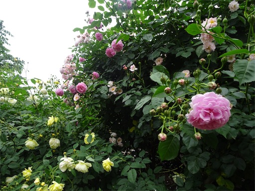 f:id:wode:20190528180834j:image f:id:wode:20190528180834j:image