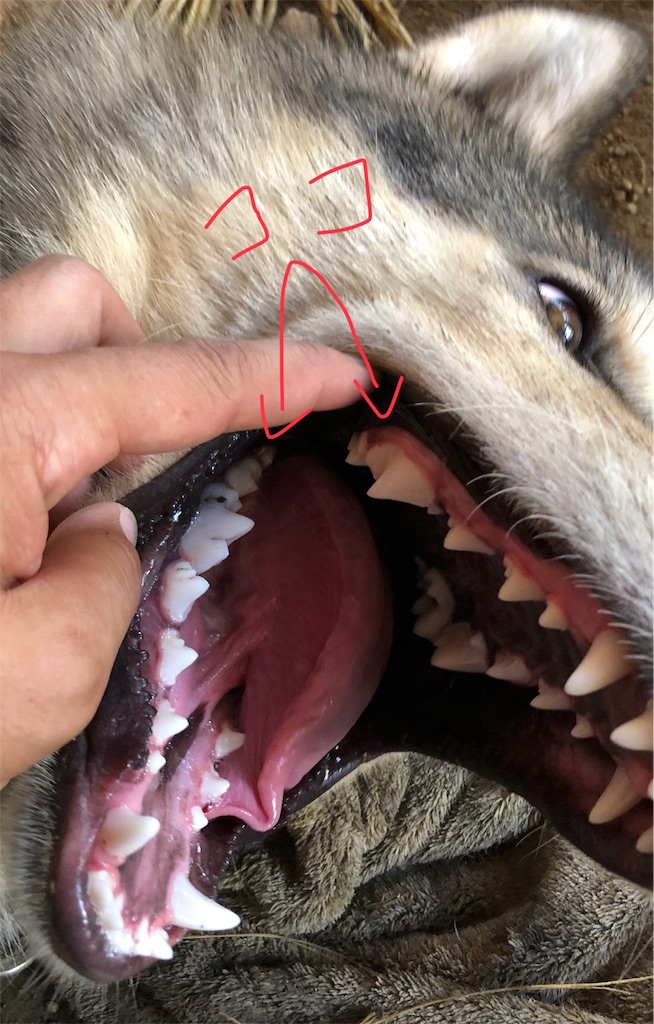 オオカミのなごり オオカミ犬のトトロと生きる男