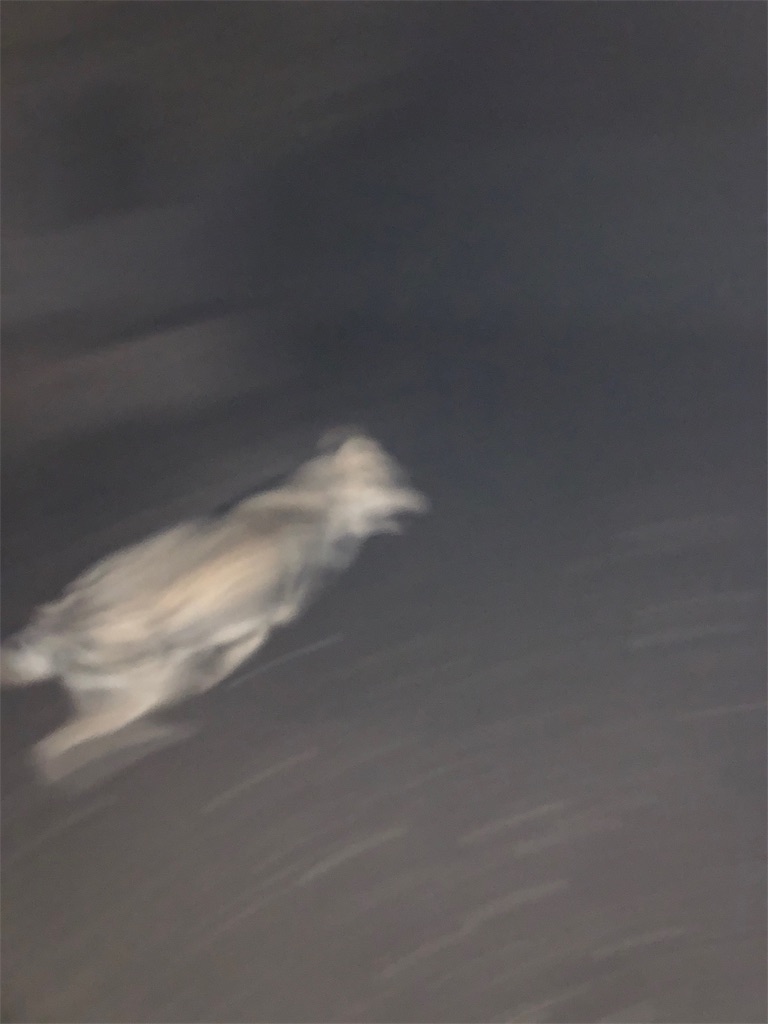 f:id:wolf-totoro:20181101195755j:image f:id:wolf-totoro:20181101195755j:image