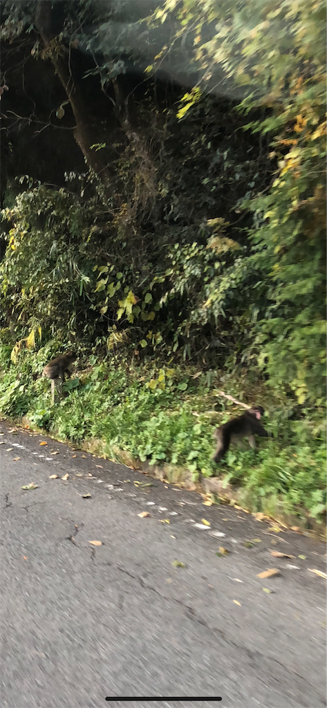 f:id:wolf-totoro:20181102221419p:image f:id:wolf-totoro:20181102221419p:image