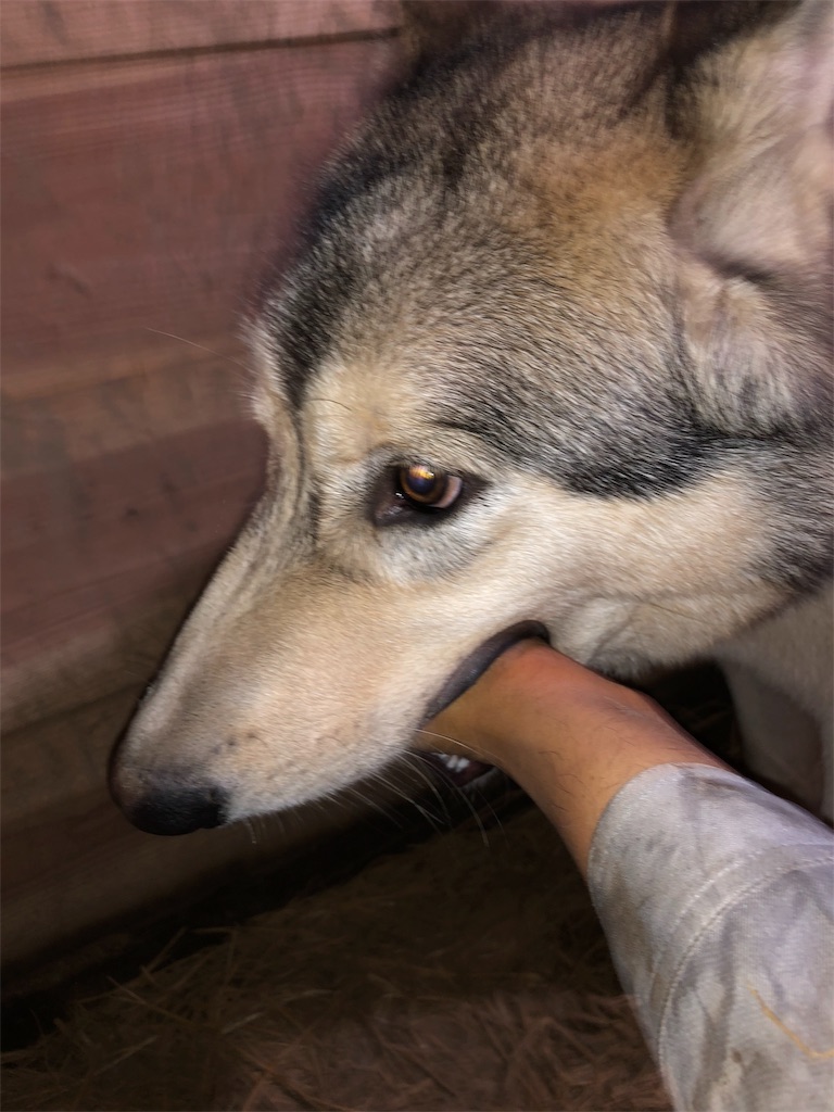 f:id:wolf-totoro:20181113211006j:image f:id:wolf-totoro:20181113211006j:image