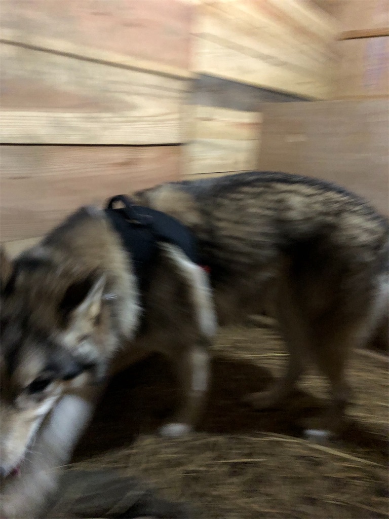 f:id:wolf-totoro:20181116204713j:image f:id:wolf-totoro:20181116204713j:image