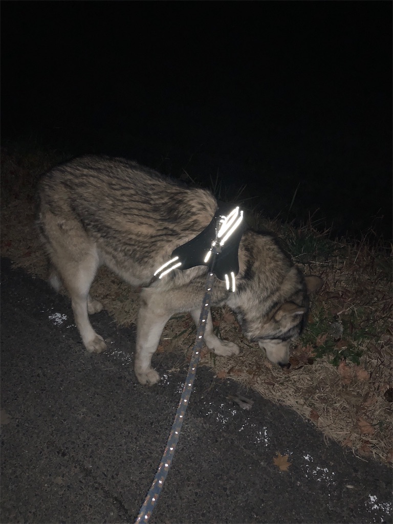 f:id:wolf-totoro:20181116205013j:image f:id:wolf-totoro:20181116205013j:image