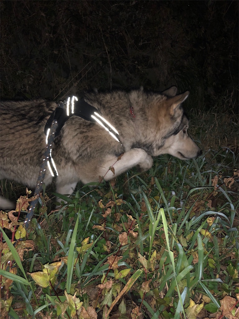 f:id:wolf-totoro:20181116205926j:image f:id:wolf-totoro:20181116205926j:image
