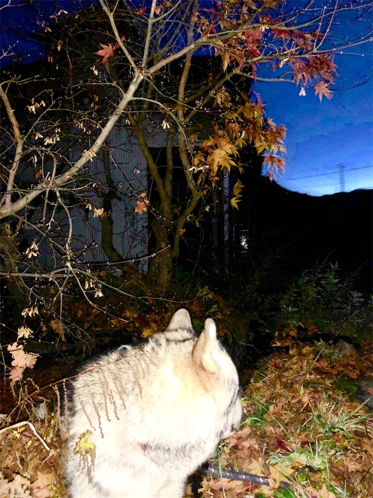 f:id:wolf-totoro:20181116211110j:image f:id:wolf-totoro:20181116211110j:image