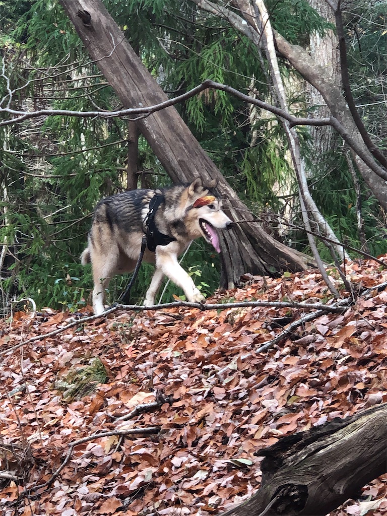 f:id:wolf-totoro:20181125161846j:image f:id:wolf-totoro:20181125161846j:image