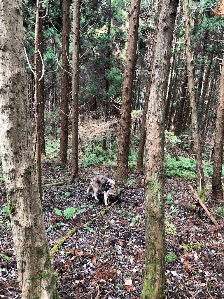 f:id:wolf-totoro:20181125162101j:image f:id:wolf-totoro:20181125162101j:image