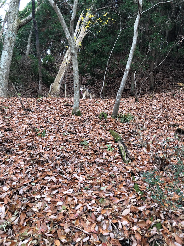 f:id:wolf-totoro:20181125162605j:image f:id:wolf-totoro:20181125162605j:image