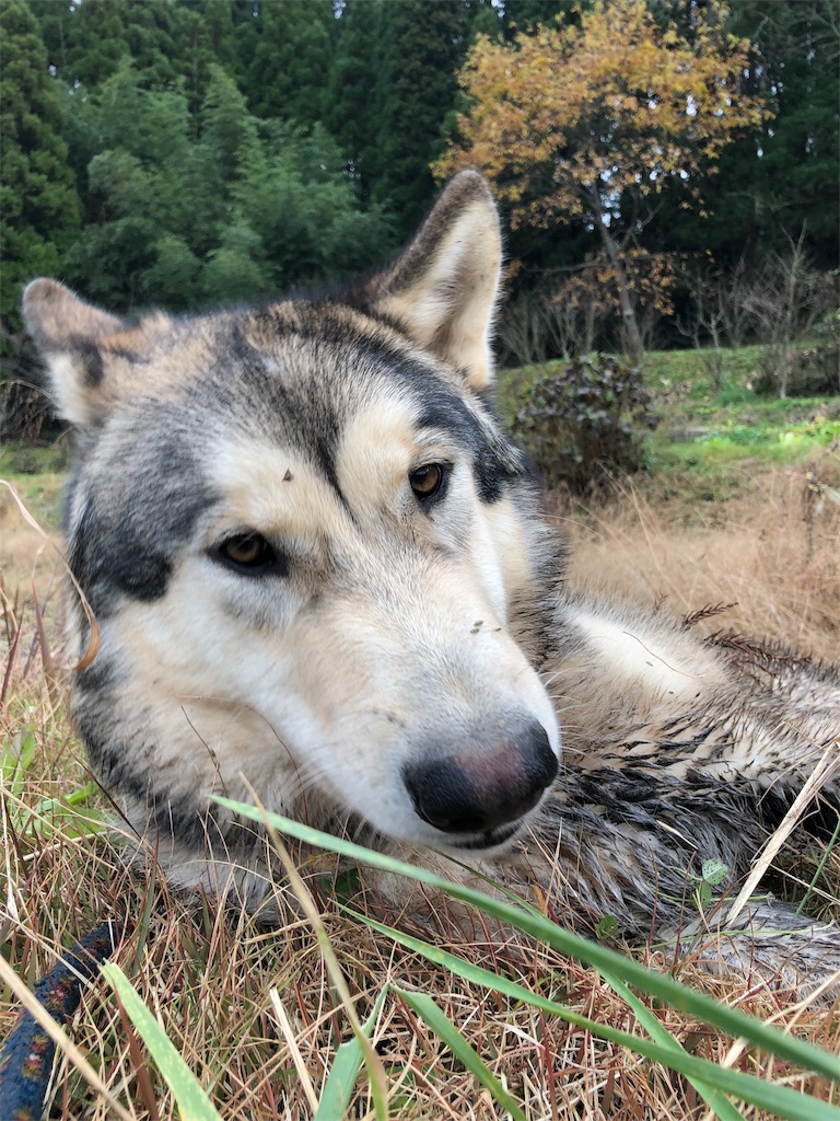 f:id:wolf-totoro:20181125164053j:image f:id:wolf-totoro:20181125164053j:image