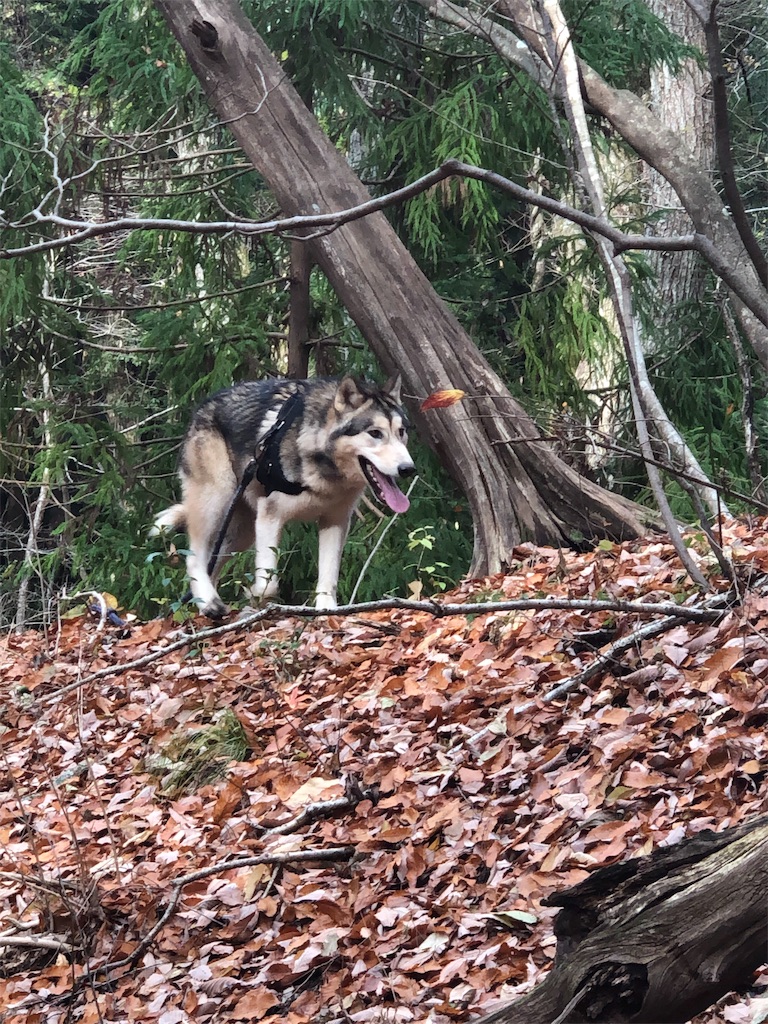 f:id:wolf-totoro:20181125220843j:image f:id:wolf-totoro:20181125220843j:image