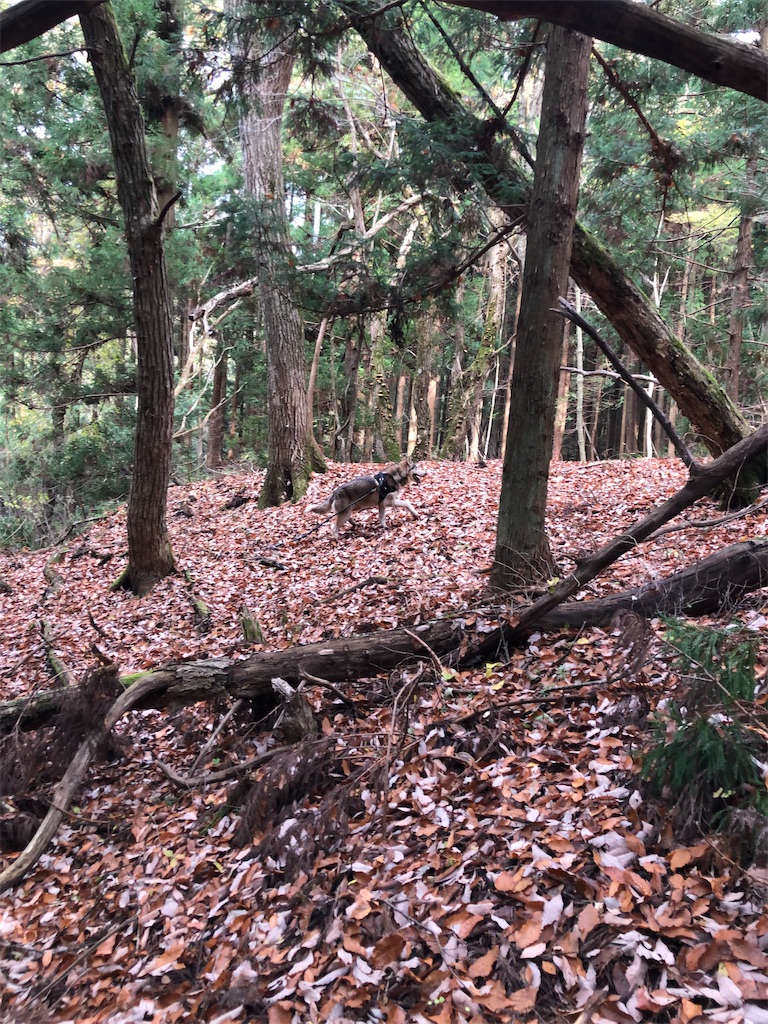 f:id:wolf-totoro:20181125220857j:image f:id:wolf-totoro:20181125220857j:image