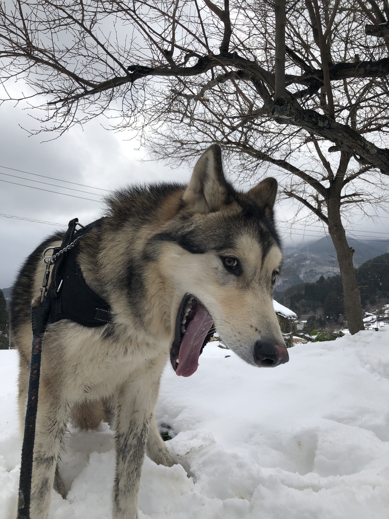 f:id:wolf-totoro:20190106225848j:plain f:id:wolf-totoro:20190106225848j:plain