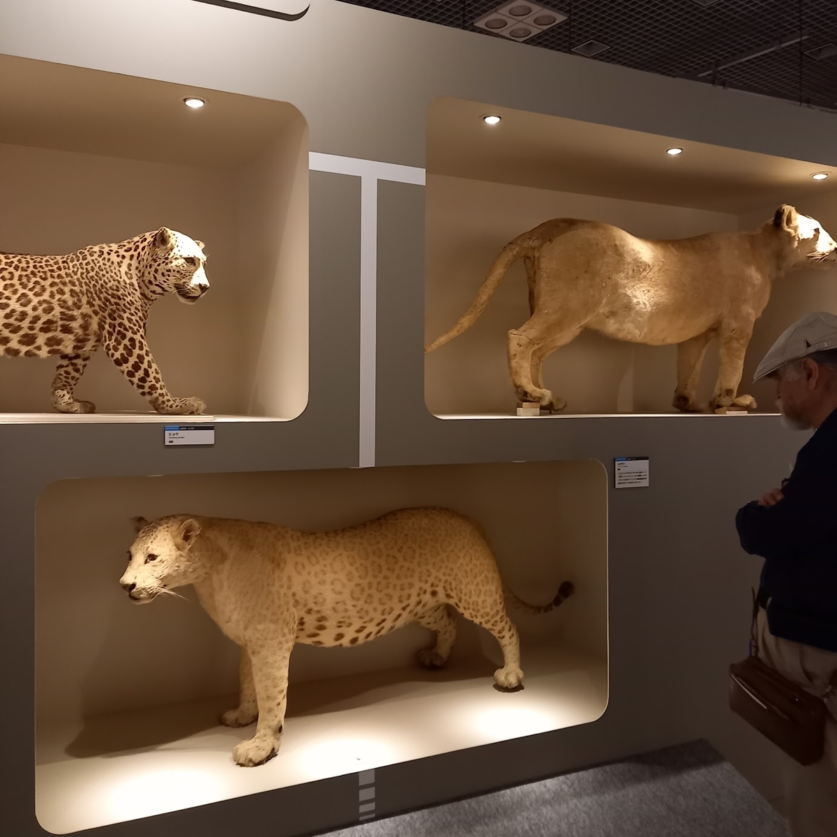 哺乳類が一堂に会しているという情報。急がねば！驚きの大哺乳類