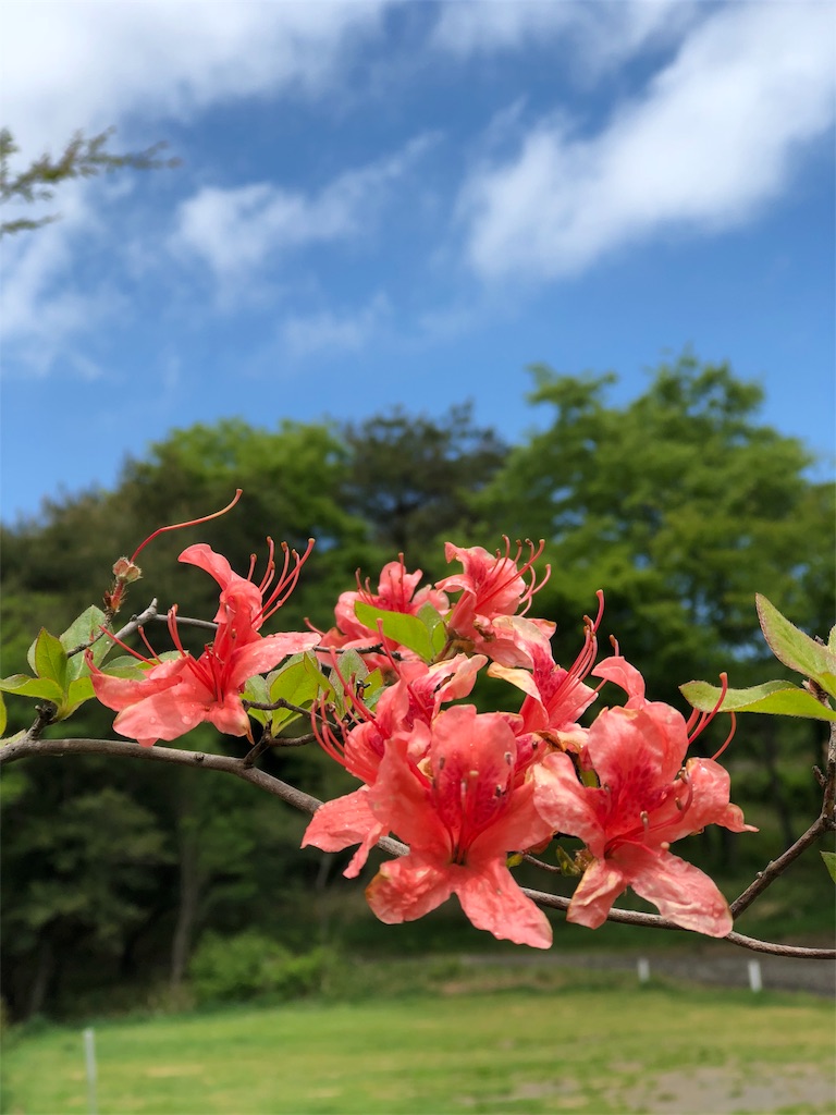 f:id:wolfish-cooking:20180614092832j:image
