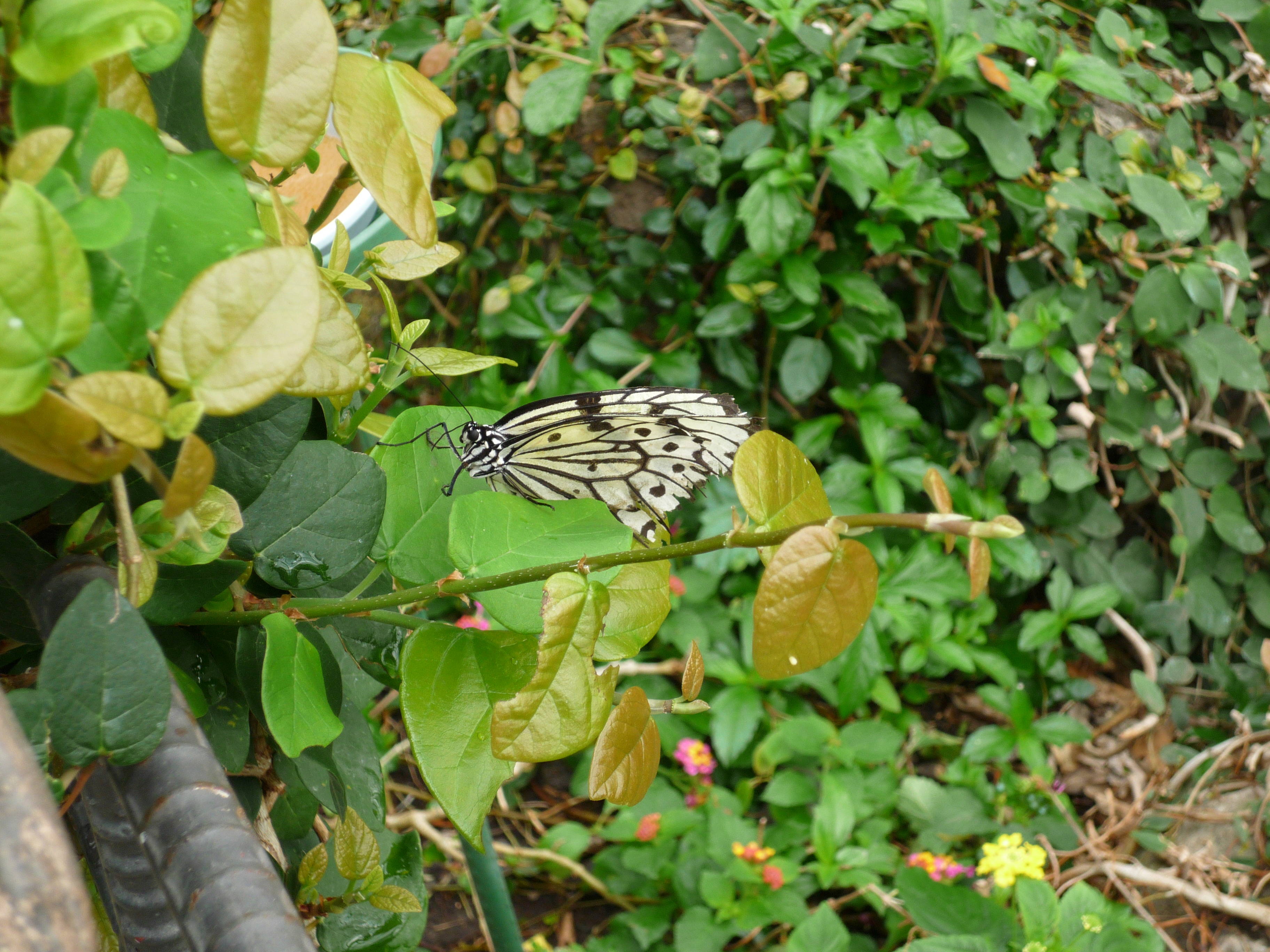 個別 多摩動物公園 昆虫館 の写真 画像 多摩動物公園 片鱗