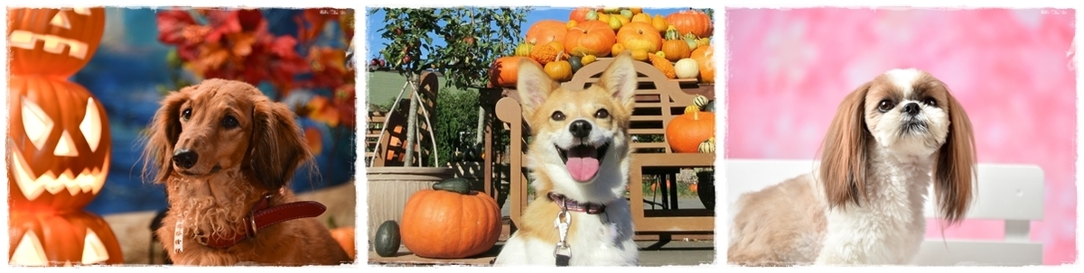 f:id:wonderfu_pet:20200915223257j:plain f:id:wonderfu_pet:20200915223257j:plain