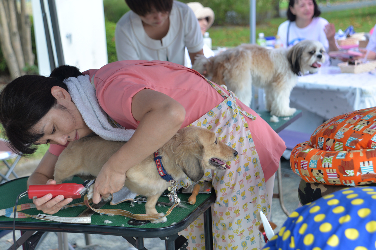 f:id:wonderfu_pet:20201028172756j:plain f:id:wonderfu_pet:20201028172756j:plain
