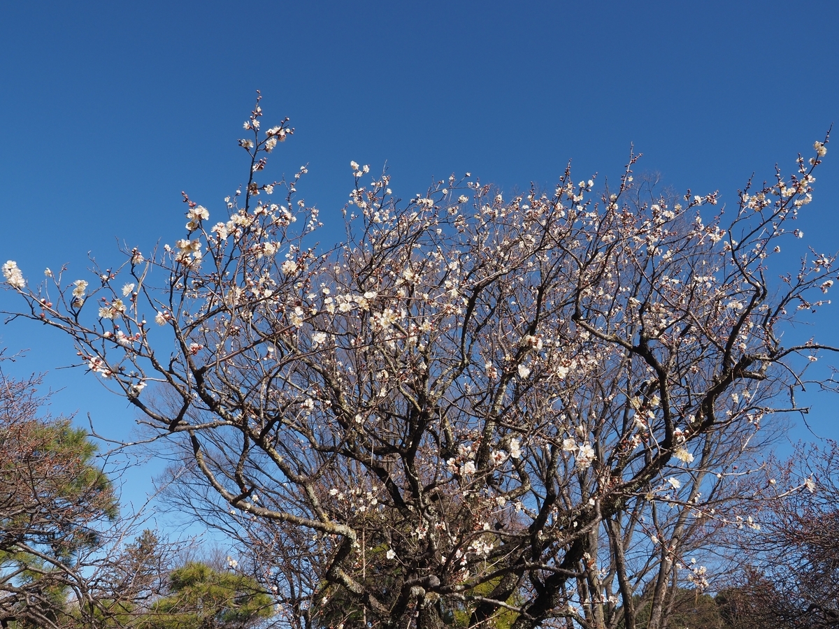 八重冬至、品字梅に似るなど~小金井公園~ - 続・たか爺のワンダースクール通信