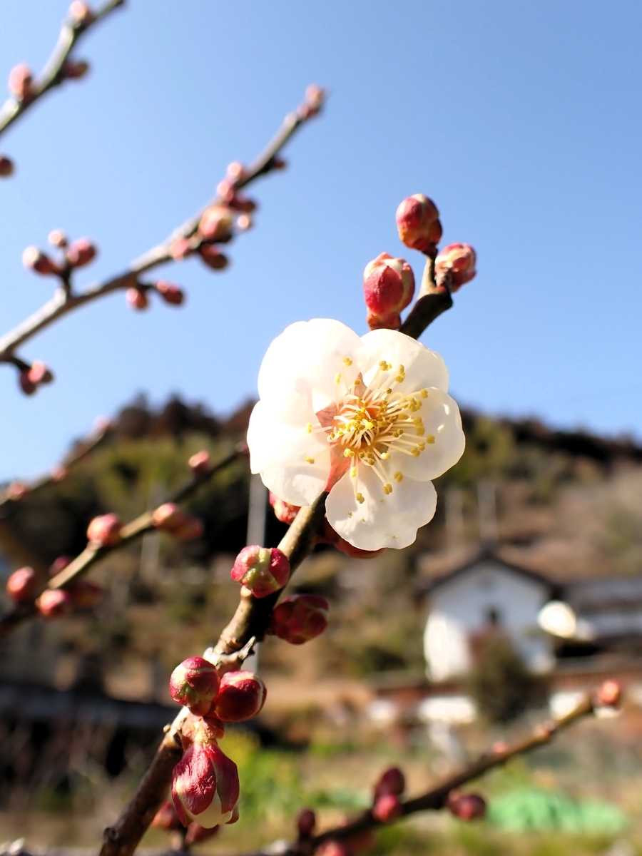 実梅の花など - 続・たか爺のワンダースクール通信