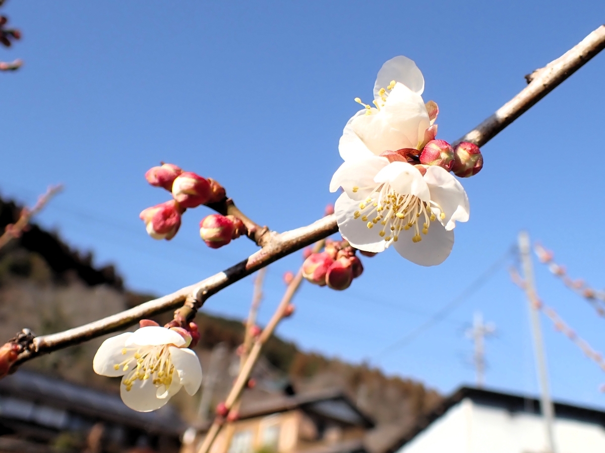 実梅の花など - 続・たか爺のワンダースクール通信