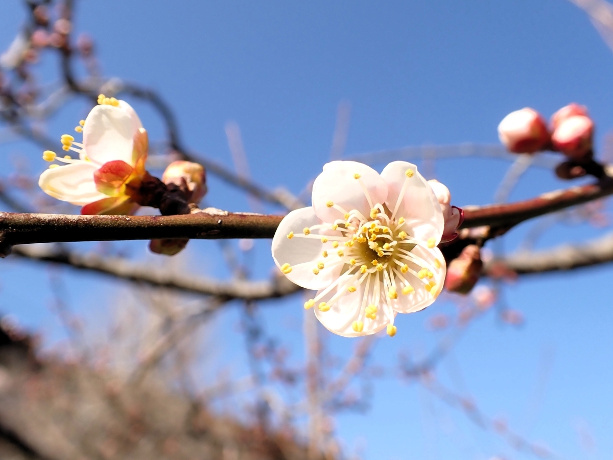 実梅の花など - 続・たか爺のワンダースクール通信