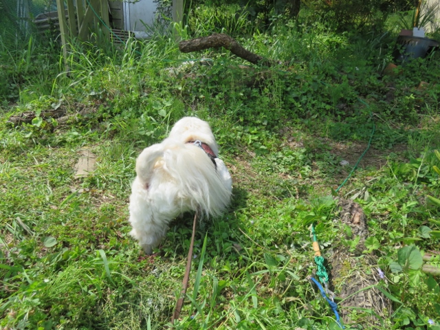 f:id:wong0110:19800101000054j:plain