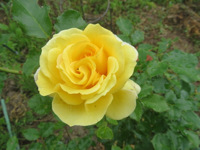 f:id:wong0110:20151117222342j:plain f:id:wong0110:20151117222342j:plain