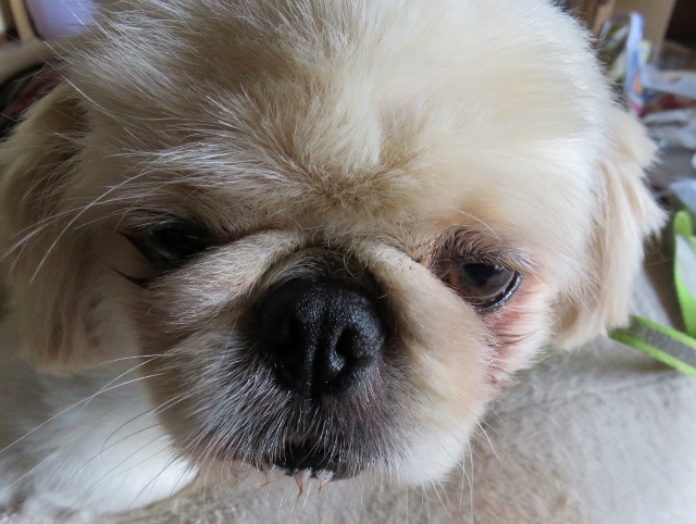 f:id:wong0110:20160830153609j:plain f:id:wong0110:20160830153609j:plain