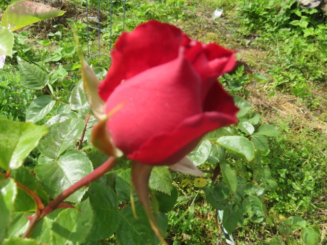 f:id:wong0110:20161127004736j:plain f:id:wong0110:20161127004736j:plain