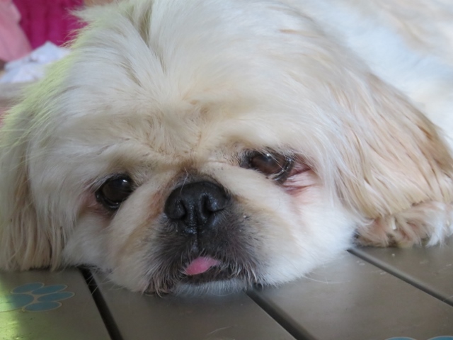 f:id:wong0110:20170616165807j:plain f:id:wong0110:20170616165807j:plain