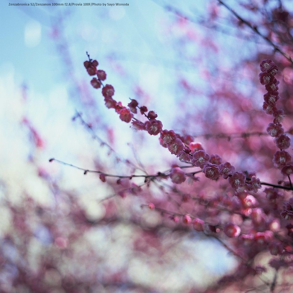 f:id:wonodas:20160315211354j:plain