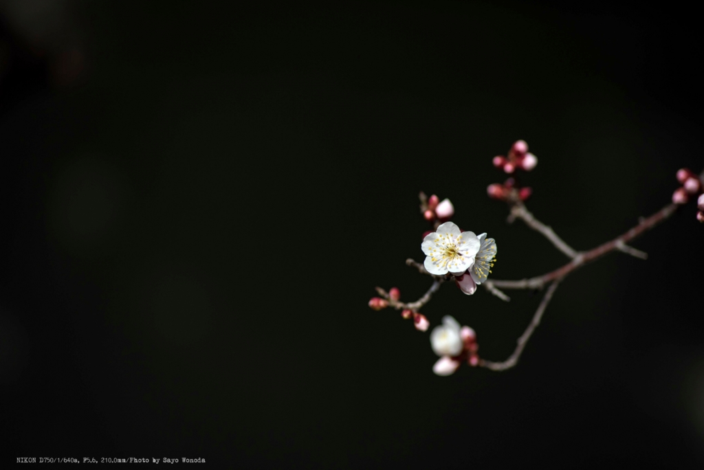 f:id:wonodas:20170227200744j:plain