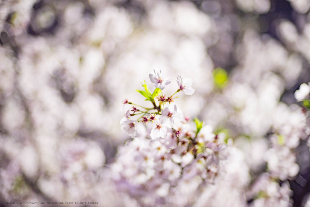 f:id:wonodas:20170410193742j:plain