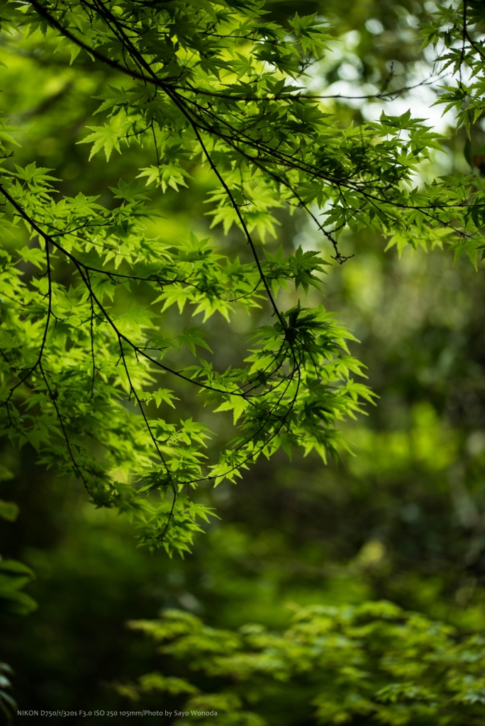 f:id:wonodas:20170427213145j:plain