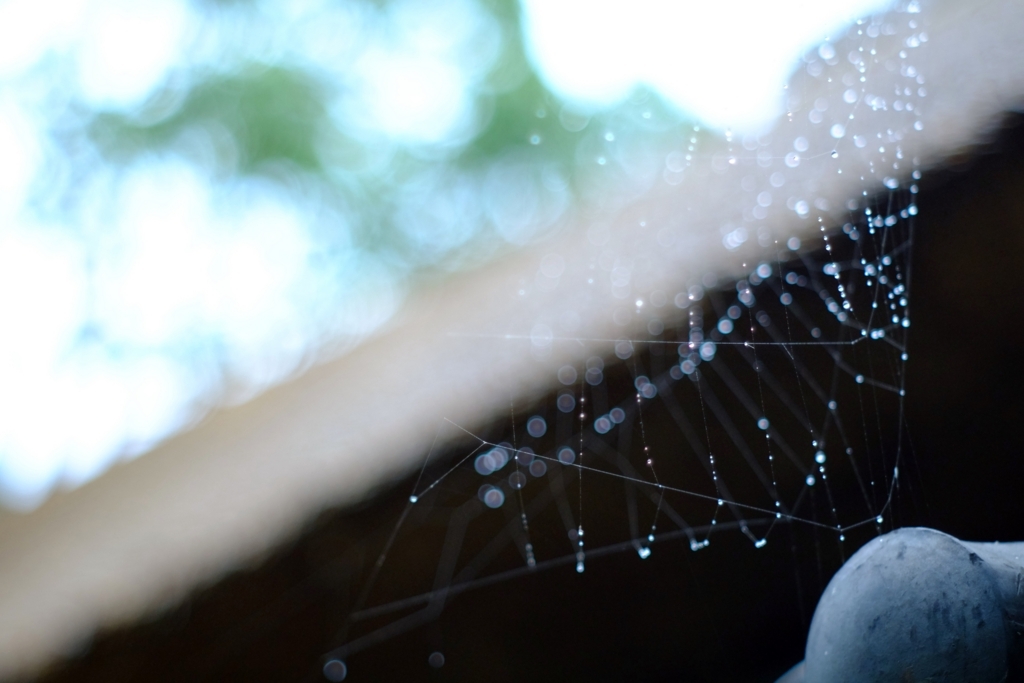 生物にとっての炭素の重要性とは - 生物にとっての炭素の重要性