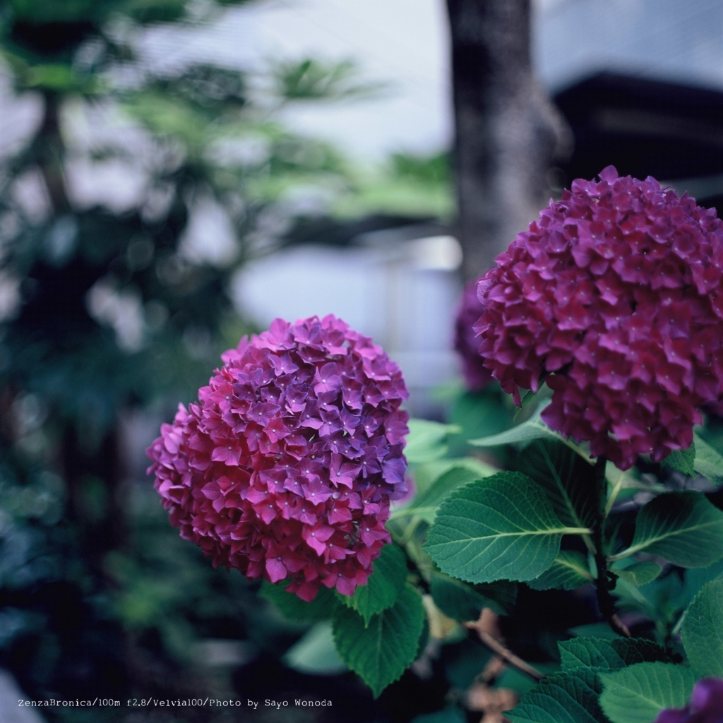 f:id:wonodas:20180702224126j:plain