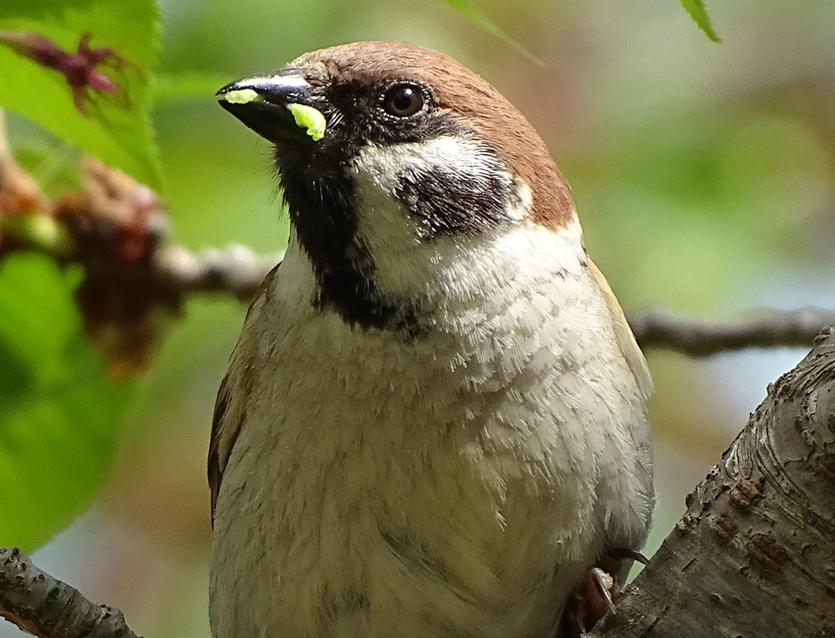 Passer montanus スズメ - F##