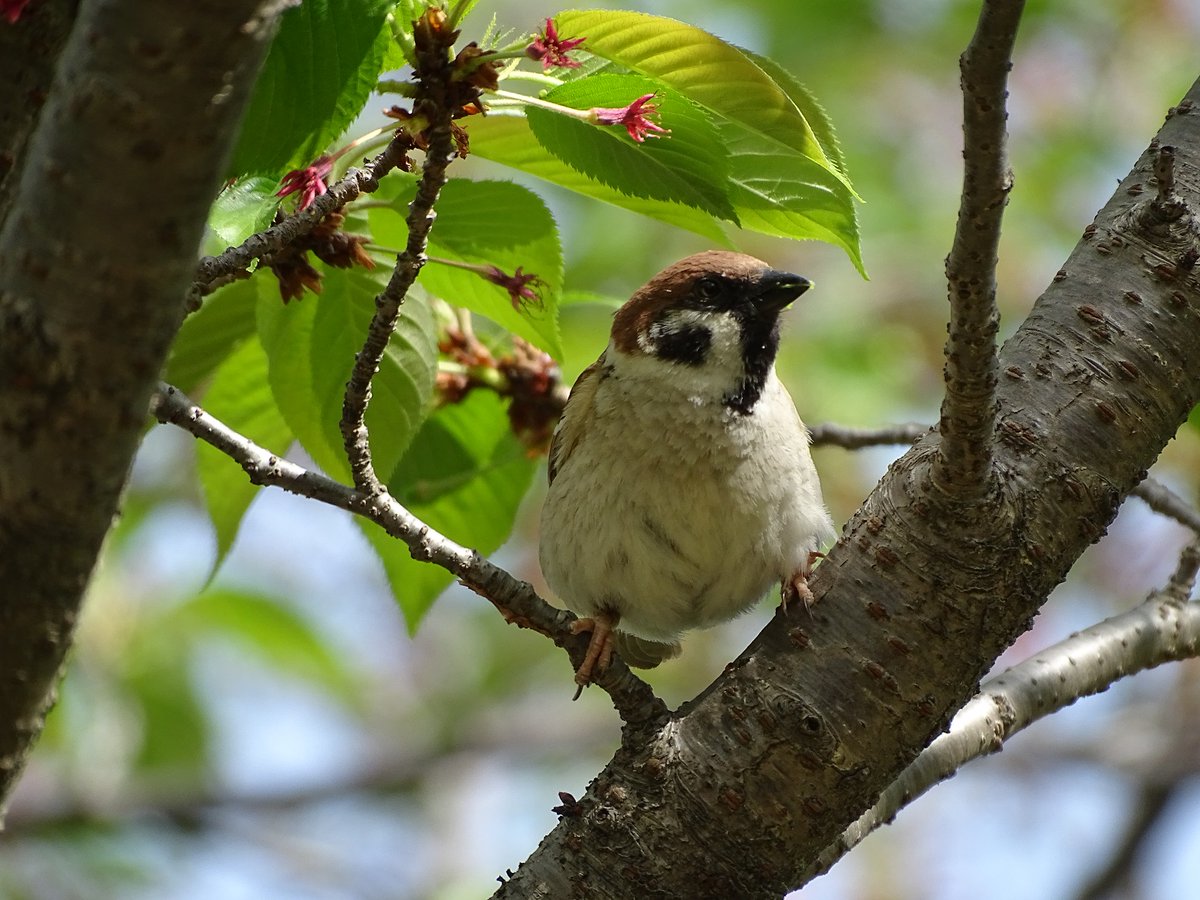 Passer montanus スズメ - F##