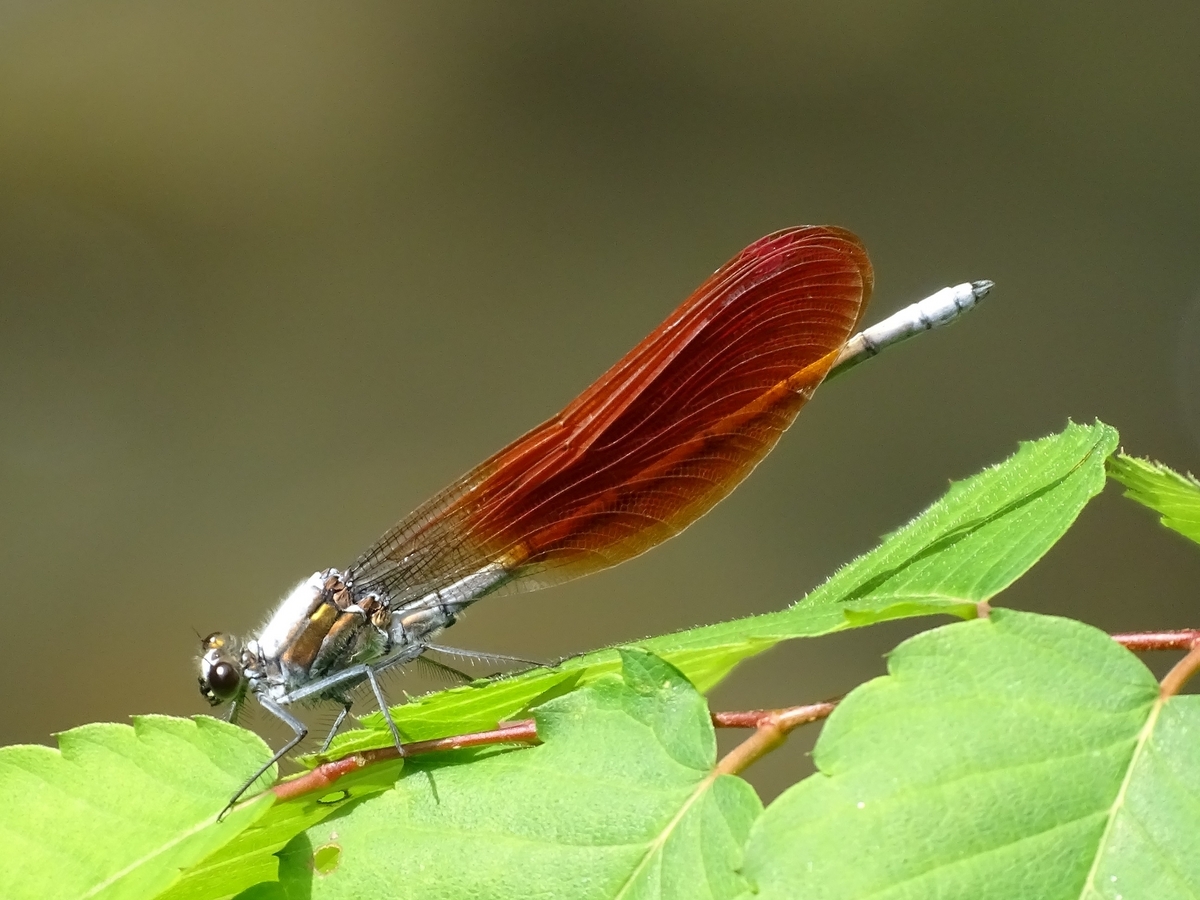 Mnais costalis ニホンカワトンボ 成熟・未成熟 (Male) - F##
