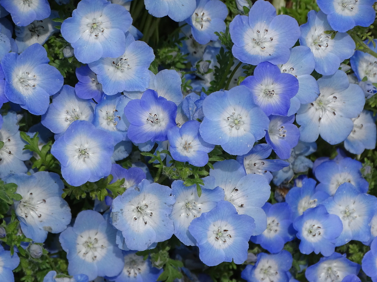 Nemophila menziesii ネモフィラ - F##