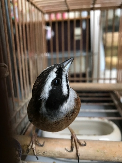 f:id:woodsidepark60:20190104164255j:plain f:id:woodsidepark60:20190104164255j:plain