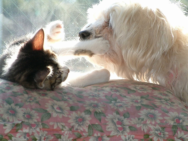 f:id:woody268:20121221192024j:image f:id:woody268:20121221192024j:image
