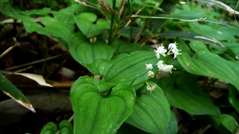 f:id:woody268:20130709193207j:image f:id:woody268:20130709193207j:image