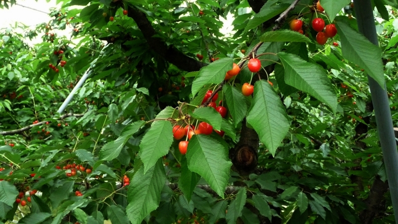 f:id:woody268:20130709201853j:image f:id:woody268:20130709201853j:image