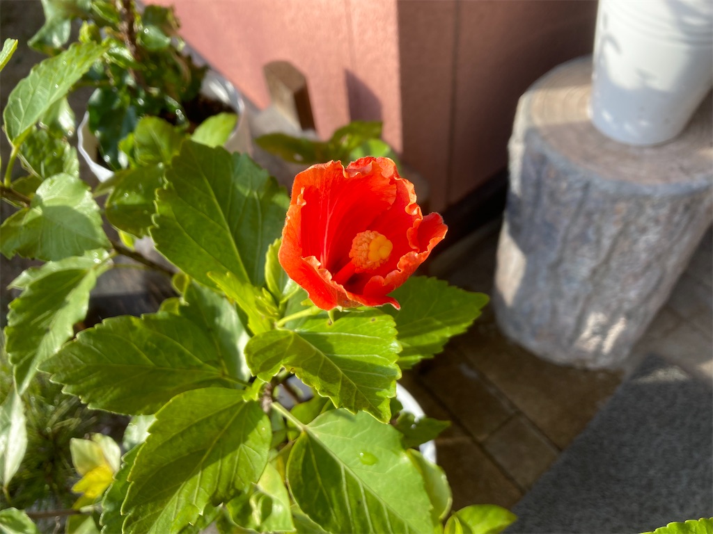 f:id:woodyallen:20221205231204j:image f:id:woodyallen:20221205231204j:image