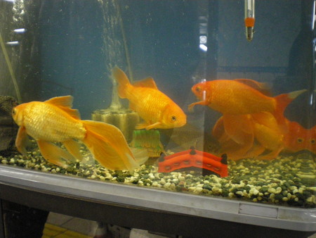 地下鉄で銀座行ったときに見つけた金魚水槽