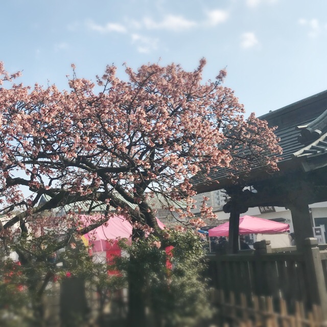 f:id:workingmother:20180207215146j:plain f:id:workingmother:20180207215146j:plain