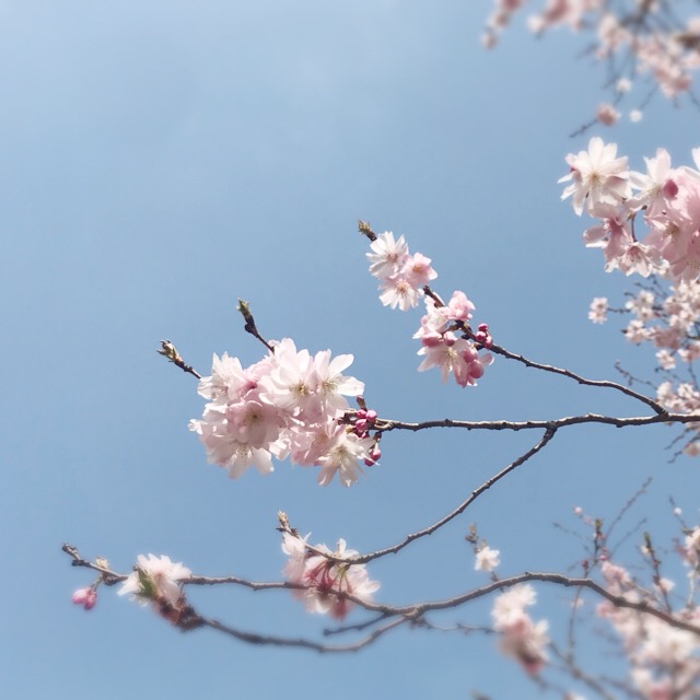 f:id:workingmother:20180328192345j:plain