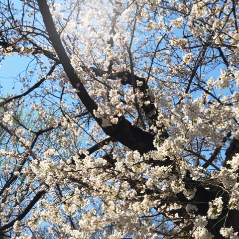 f:id:workingmother:20180328192656j:plain