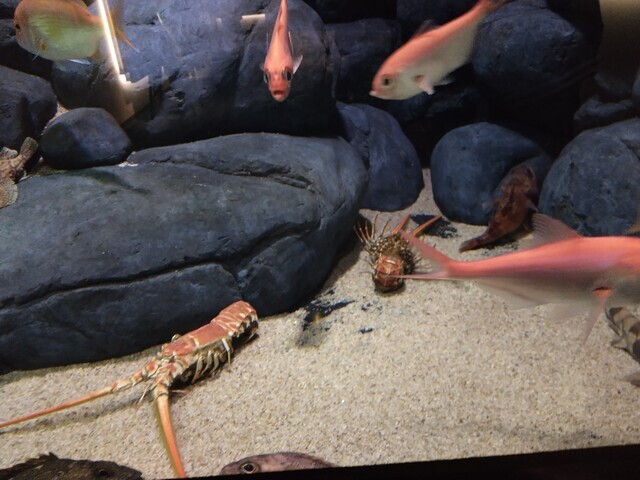 【香川県おでかけ】四国水族館は子連れでも楽しめました【withベビーカー】